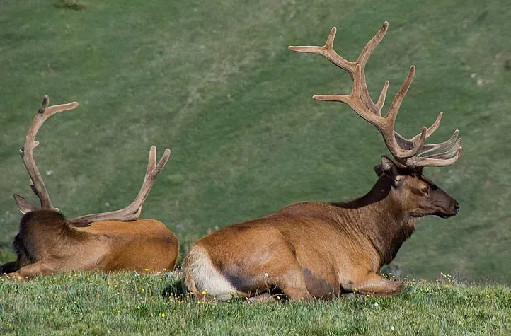 Leo: The Elk (Image Credits: Wikimedia)
