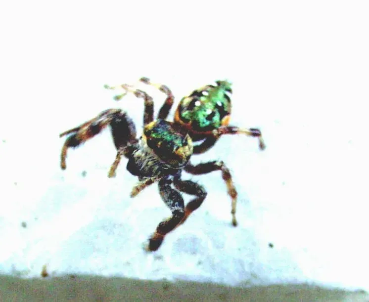 Master of the Deep Burrow (No machine-readable source provided. Own work assumed (based on copyright claims)., CC BY 2.5)