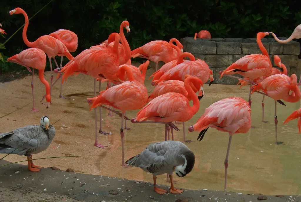 Florida and the Fight for the Everglades (simon17964, Flickr, CC BY 2.0)