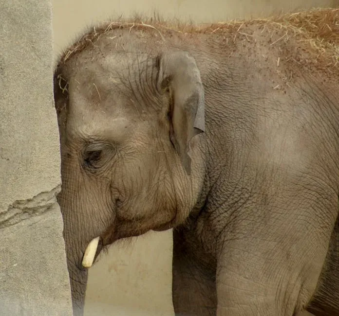 The Science Has Spoken: Animals Do Experience Grief (Image Credits: Pexels)