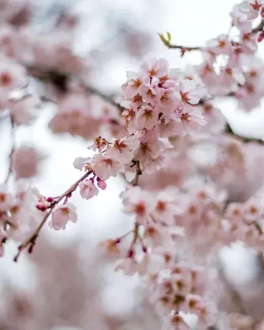 10. Cherry Blossoms, Almond Blooms, and Other Natural Spectacles (Image Credits: Pexels)