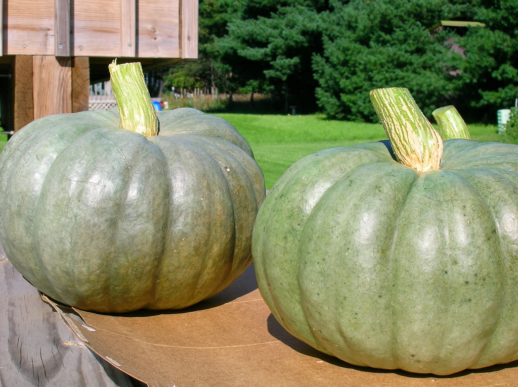 Blue Kuri Squash: The Mineral-Rich Winter Keeper (Image Credits: Flickr)