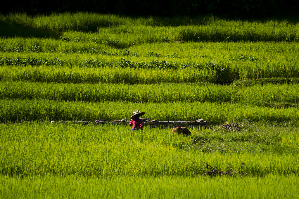 Asia-Pacific Maintains Dominance Despite Slower Growth (Image Credits: Flickr)