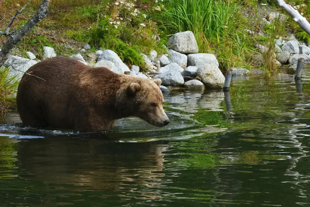 8. Katmai National Park and Preserve, Alaska (Image Credits: Unsplash)