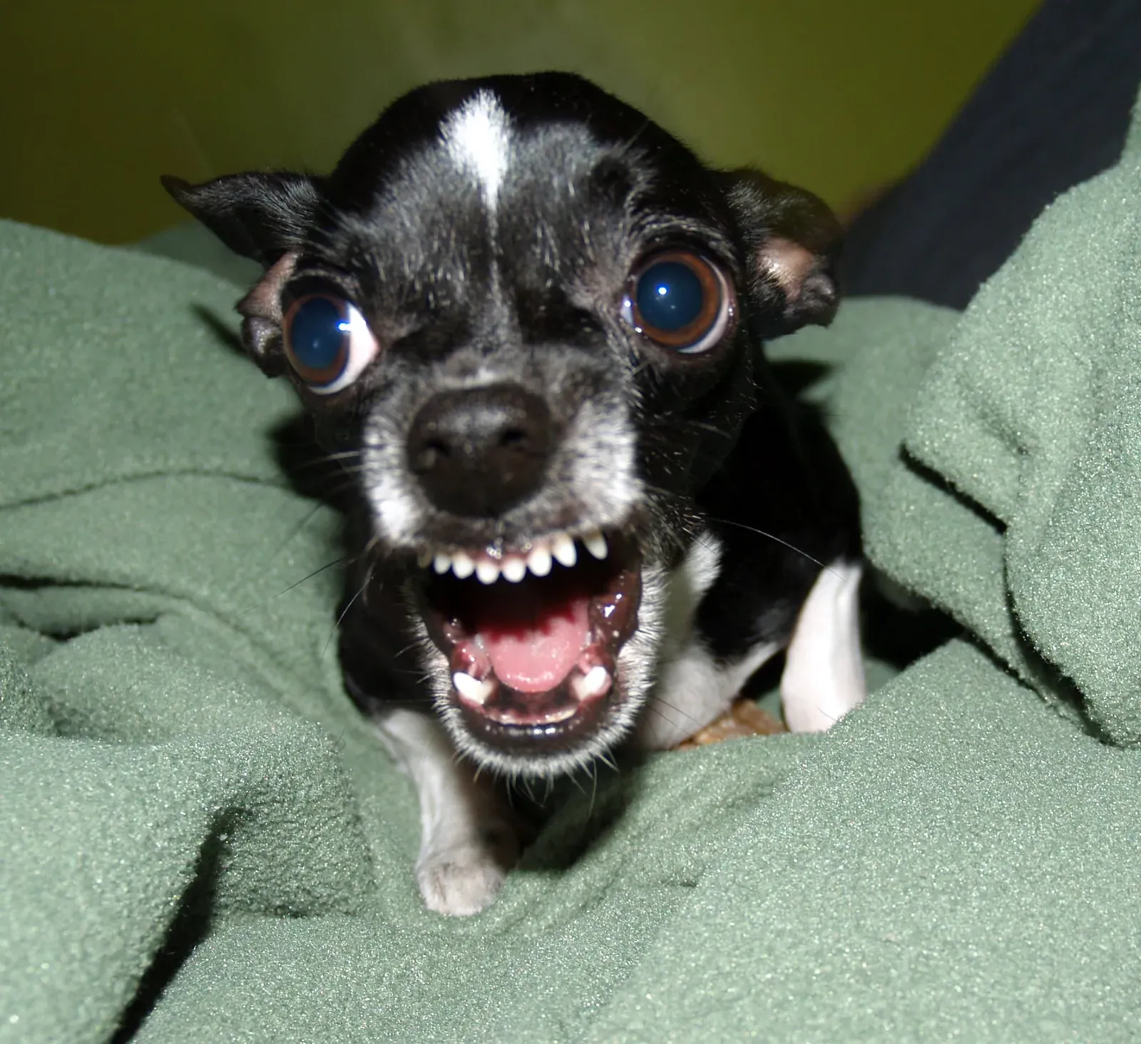 Chihuahua (Image Credits: Wikimedia)