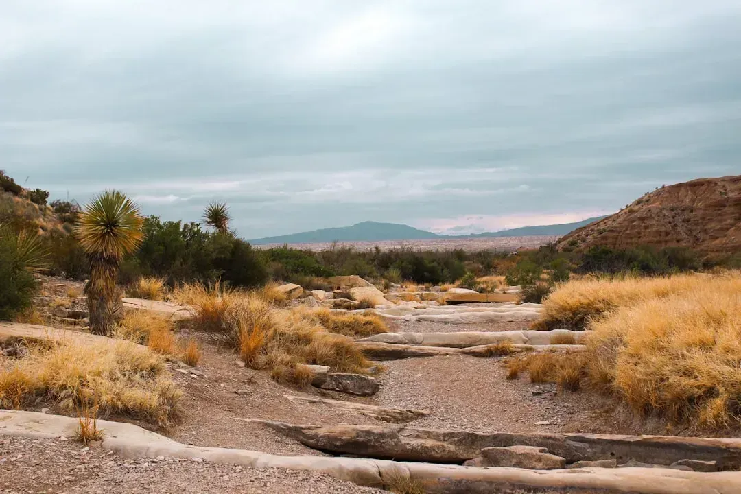 Texas: Wide Open Spaces and Zero Income Tax (Image Credits: Unsplash)