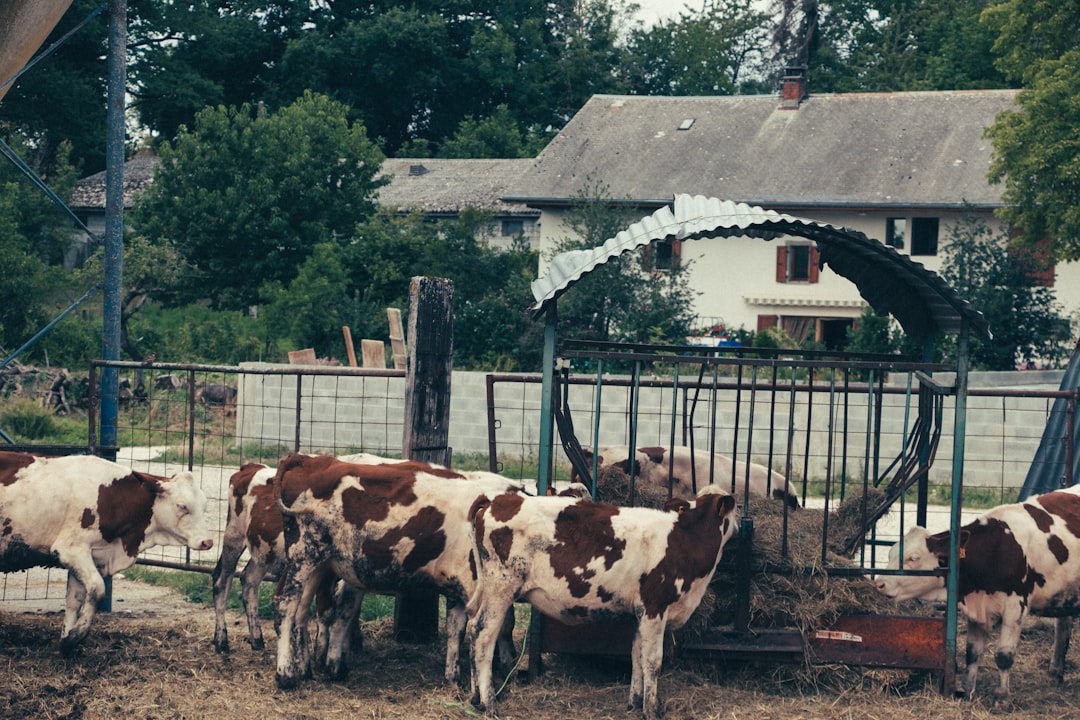 Ukraine: The Surprising Per Capita Champion (Image Credits: Unsplash)