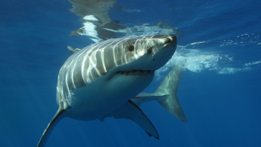1. Great White Sharks (Image Credits: Unsplash)