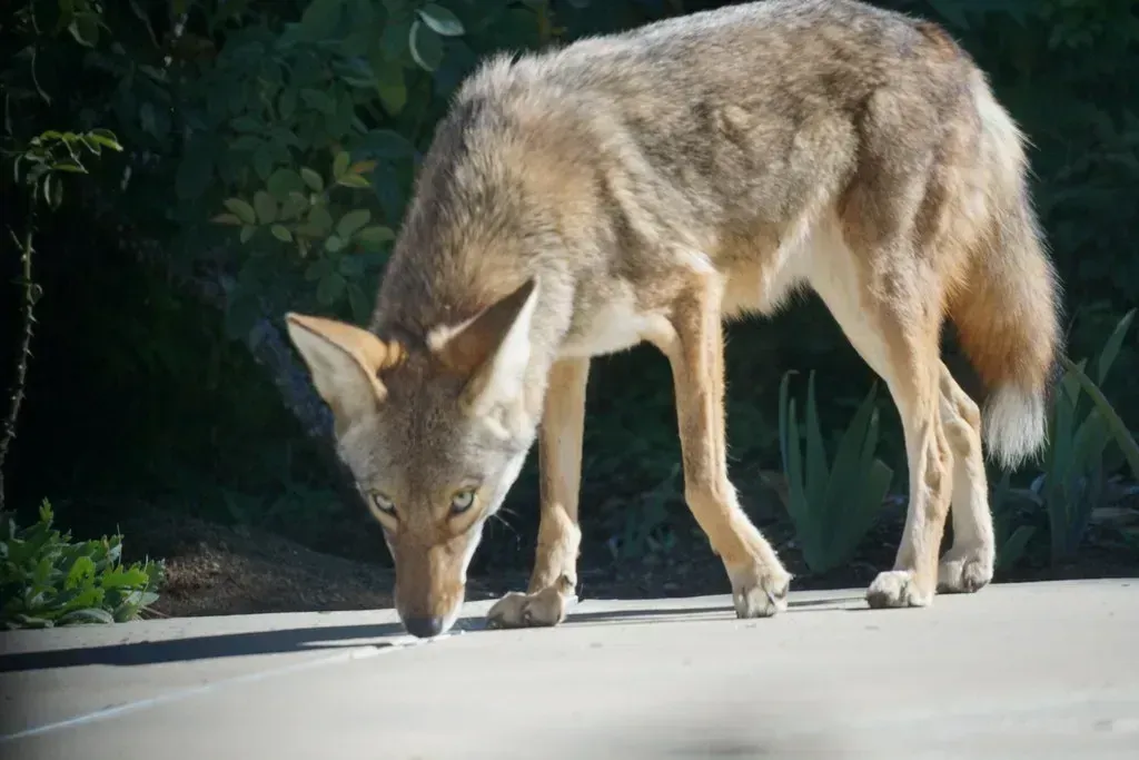 Coyotes Are Rewriting the Suburban Playbook (Image Credits: Flickr)