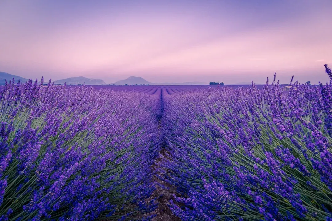 Choose Scents With Intention (Image Credits: Unsplash)