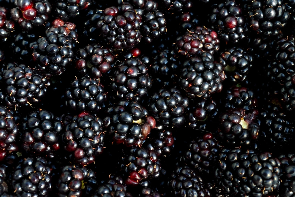 Blackberries - The Antioxidant Powerhouses (image credits: rawpixel)