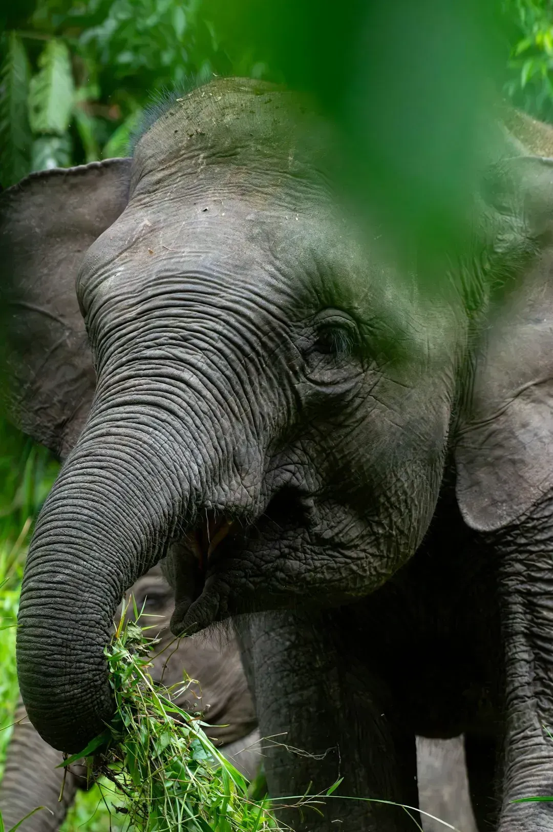 Pygmy Elephants (Image Credits: Unsplash)