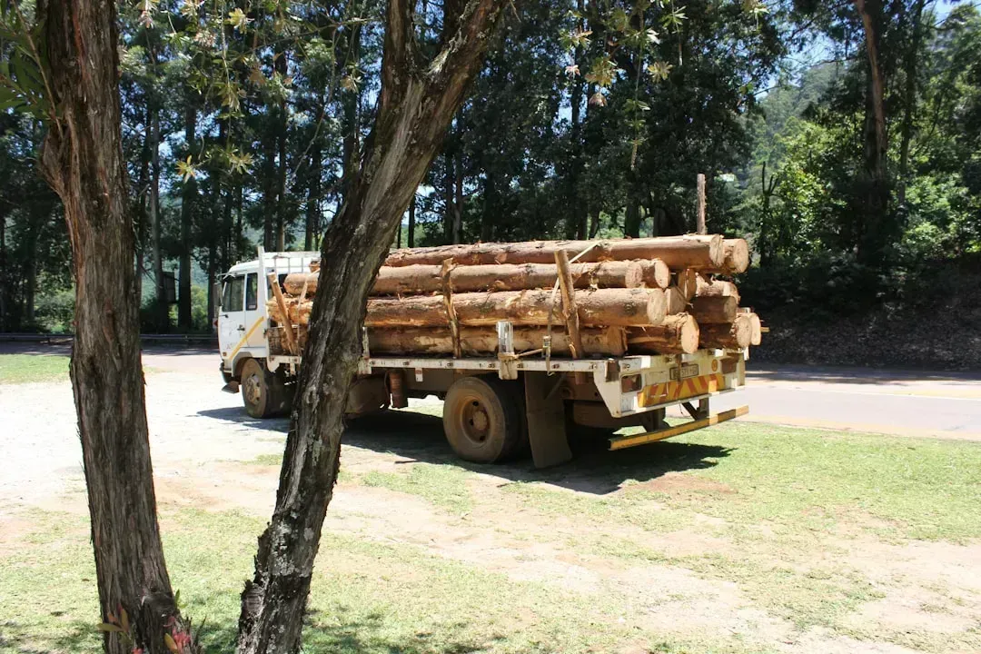 Removing Trees on Your Own Property (Image Credits: Unsplash)