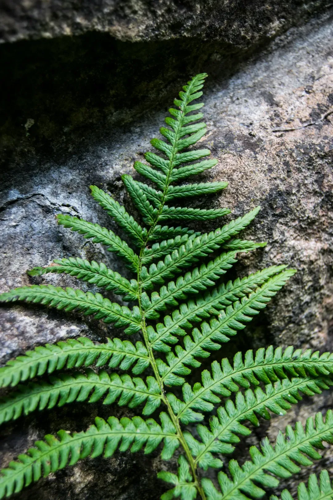2. Ferns: Lovers of Shade and Moisture Who Hate the Sun (Image Credits: Unsplash)