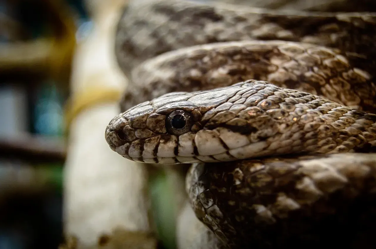Snakes (Image Credits: Pixabay)