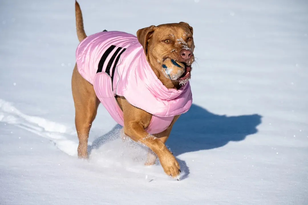 Overdressing Pets in Heavy Winter Coats (Image Credits: Unsplash)