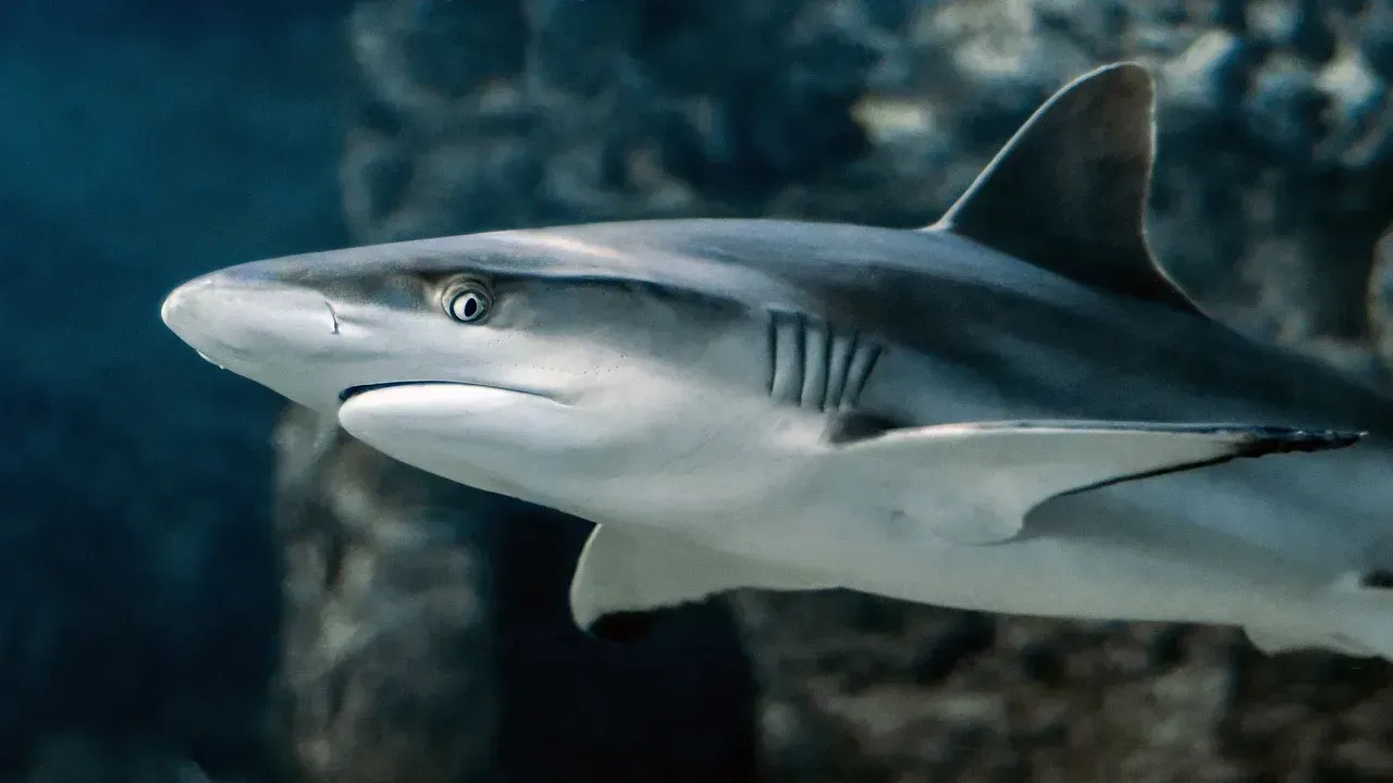 Shark Fins: Protecting Ocean Predators (Image Credits: Pixabay)