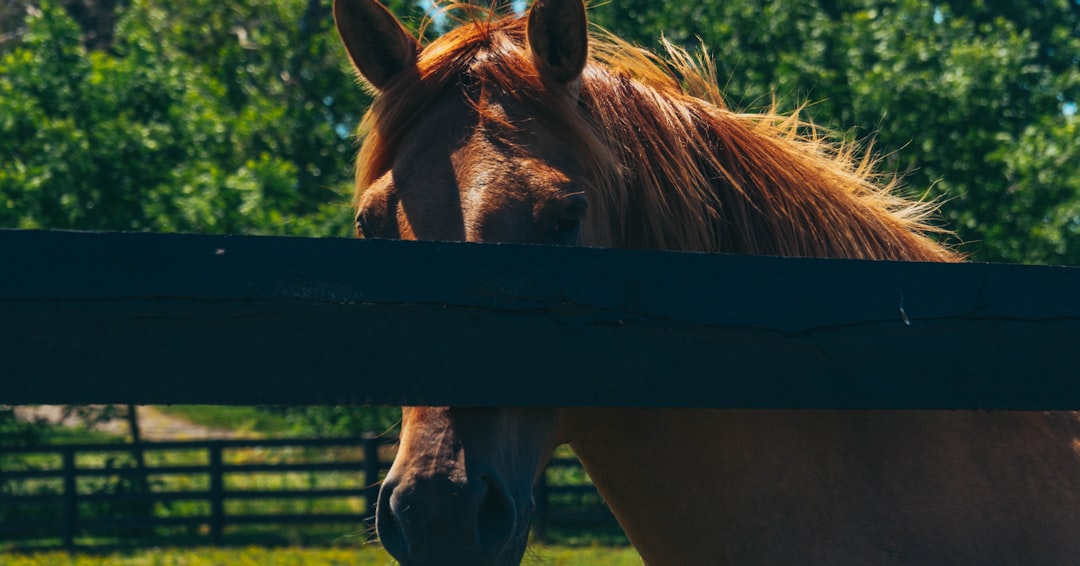 Lexington, Kentucky - Horse Country on a Budget (image credits: unsplash)