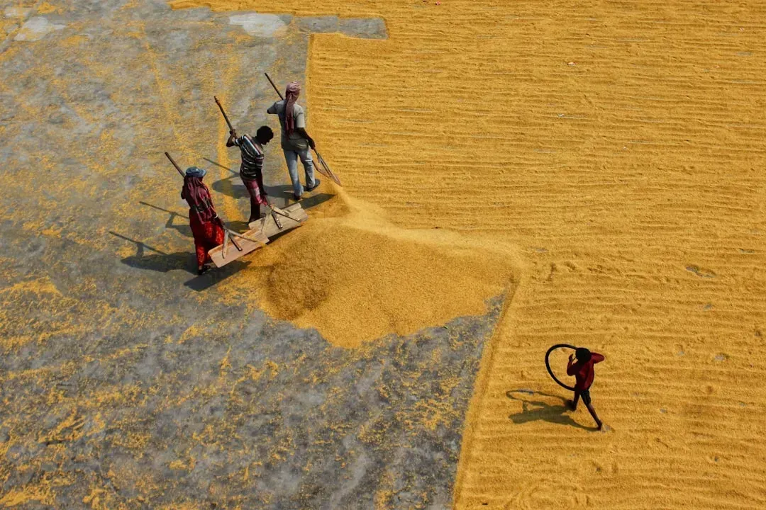 8. Kids Working in the Fields During Summer (Image Credits: Unsplash)
