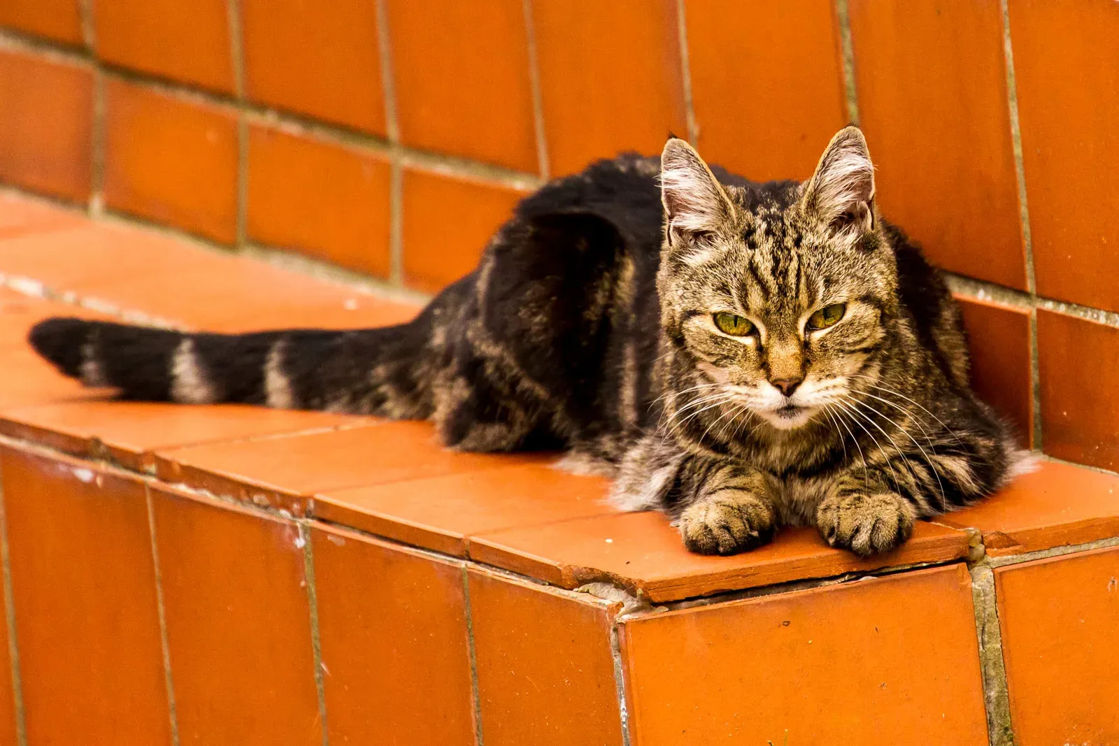 2. Cats - The Low-Effort, High-Comfort Companion (By Michael Palmer, CC BY-SA 4.0)