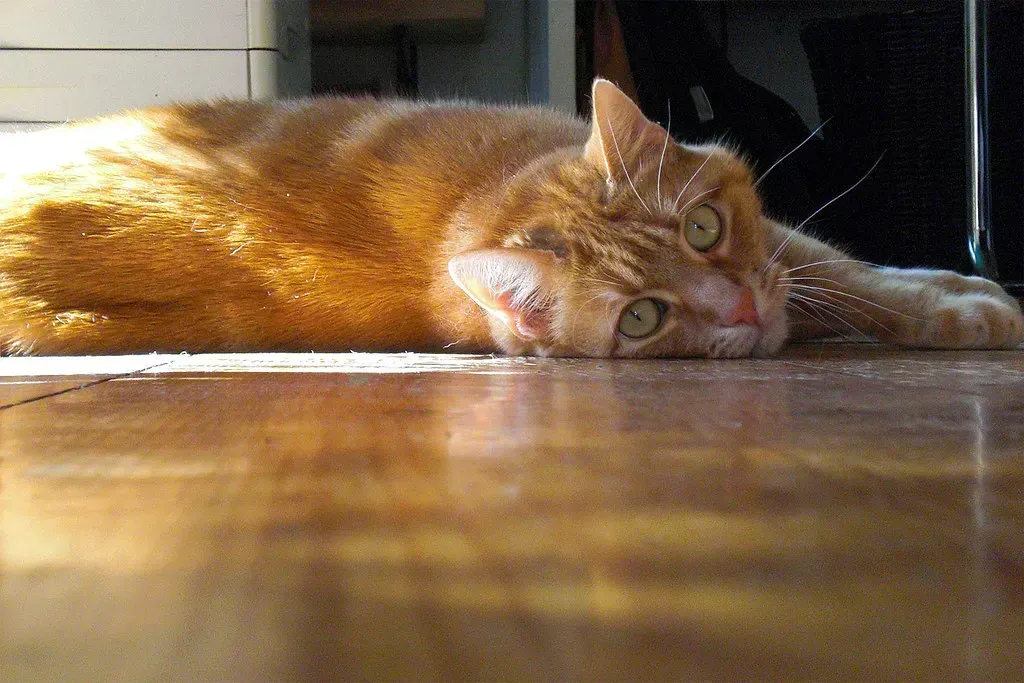 12. Simply Feeling Safe in Their Own Home (onnola, Flickr, CC BY-SA 2.0)