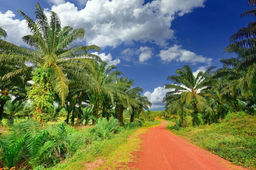 Indonesia Leads Global Palm Oil Production (Image Credits: Unsplash)