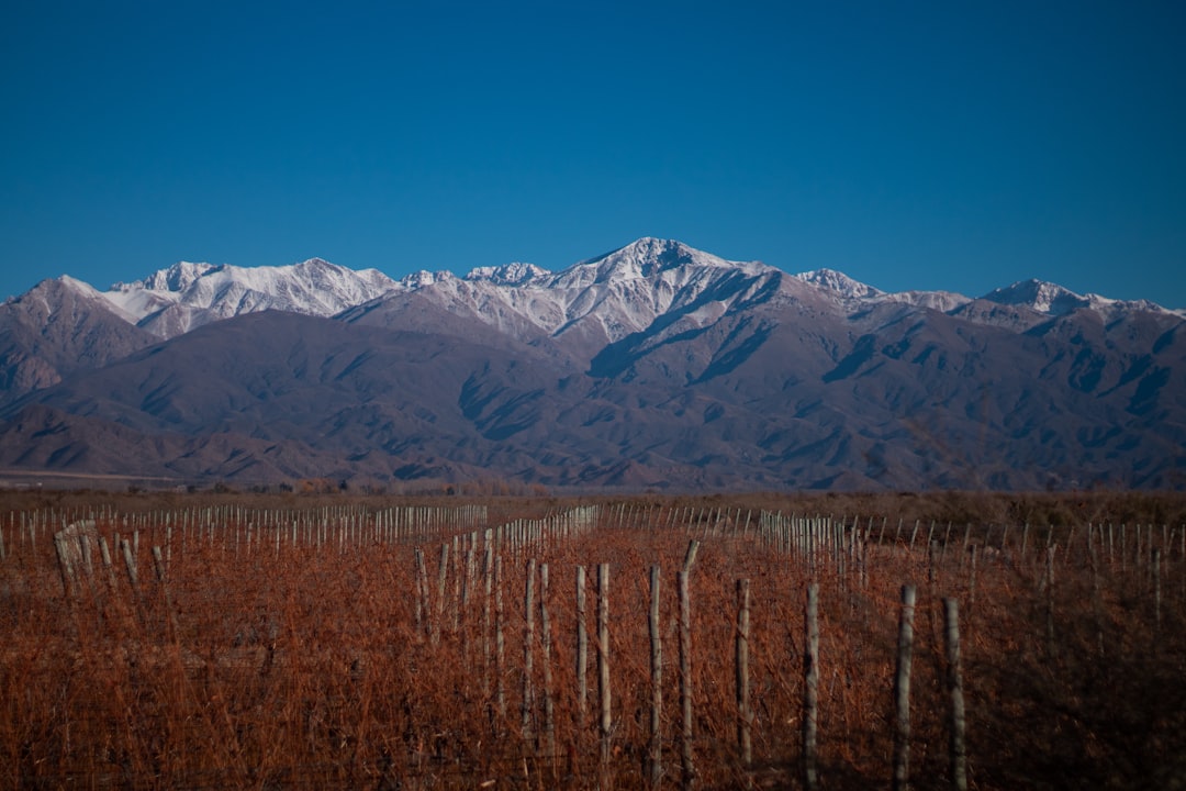 Mendoza, Argentina: Wine Country on a Shoestring (image credits: unsplash)