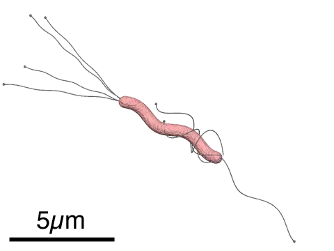 3. Barry Marshall and Stomach Ulcers Caused by Bacteria (By Y tambe, CC BY-SA 3.0)