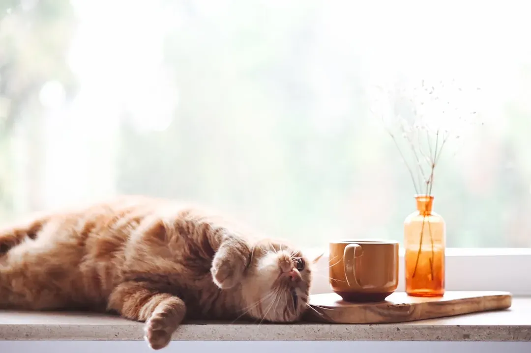 Start the day with a shared morning ritual (Image Credits: Unsplash)