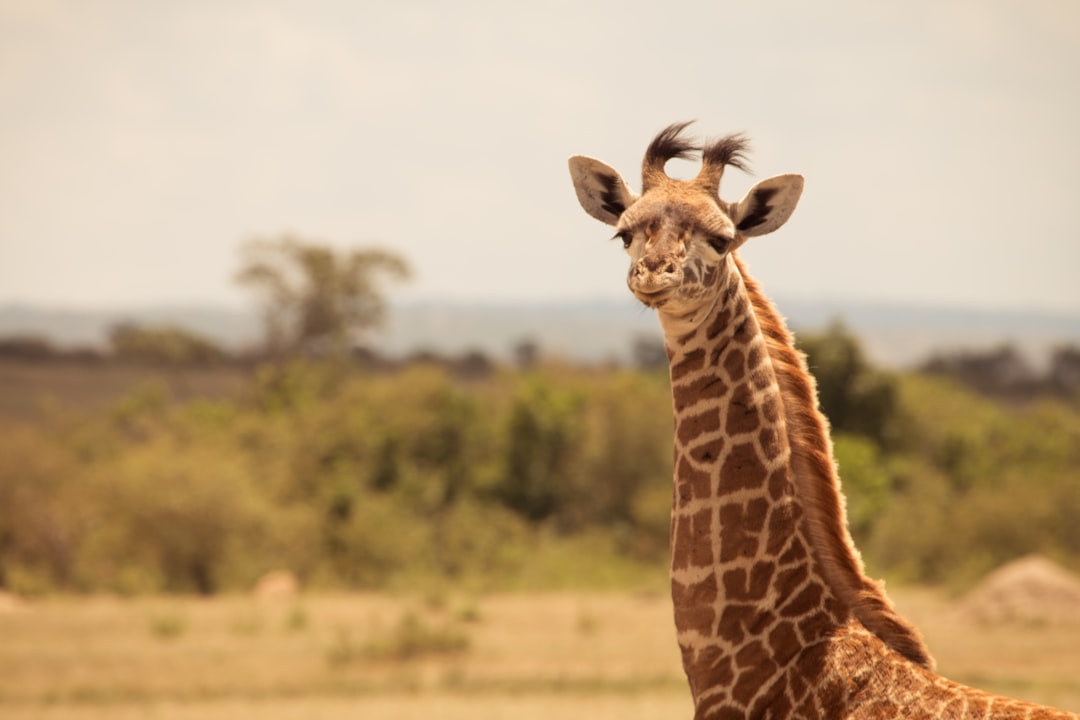 Safari In Kenya's Private Conservancies (image credits: unsplash)