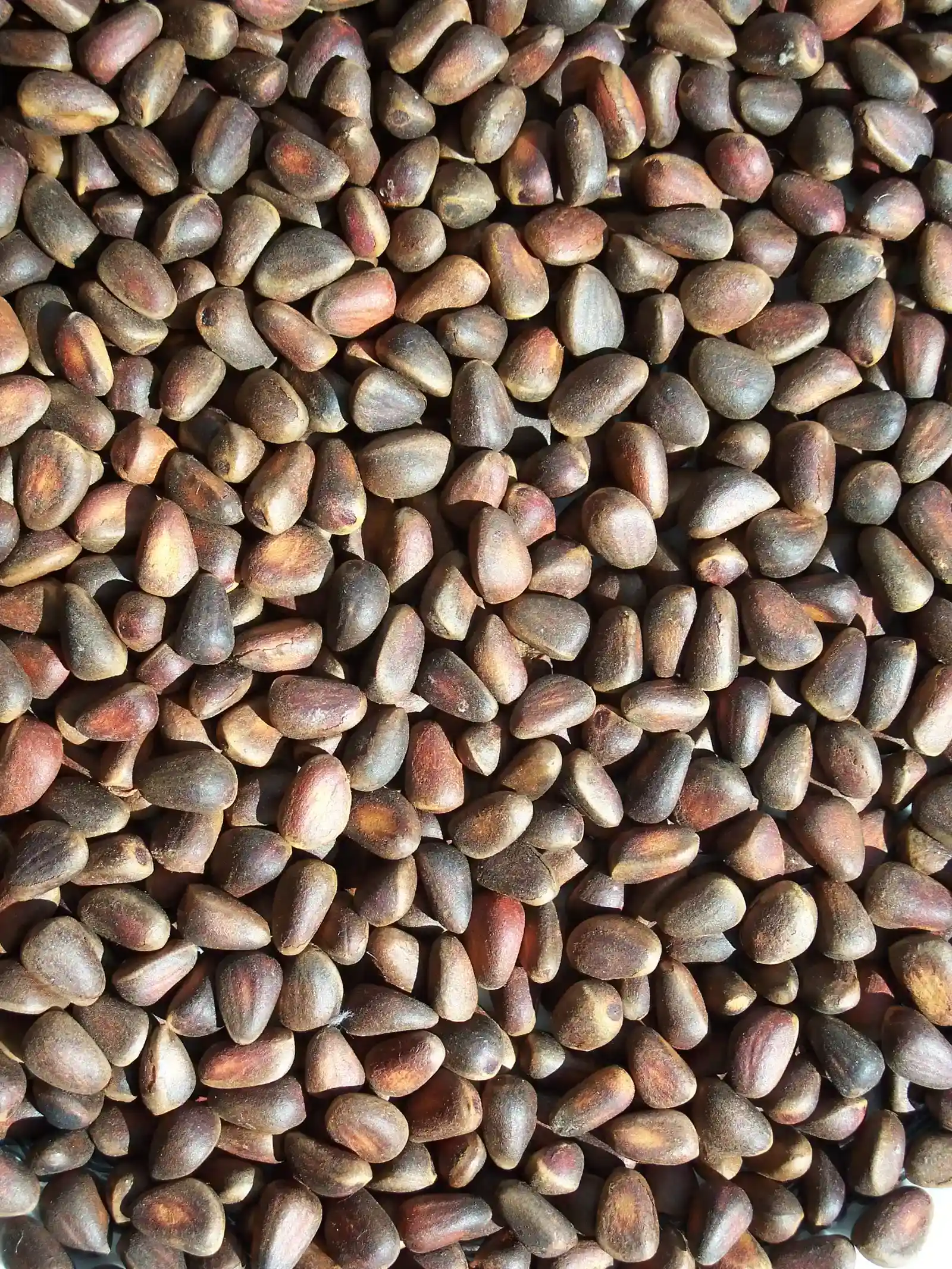 6. Pine Nuts (Image Credits: Wikimedia)