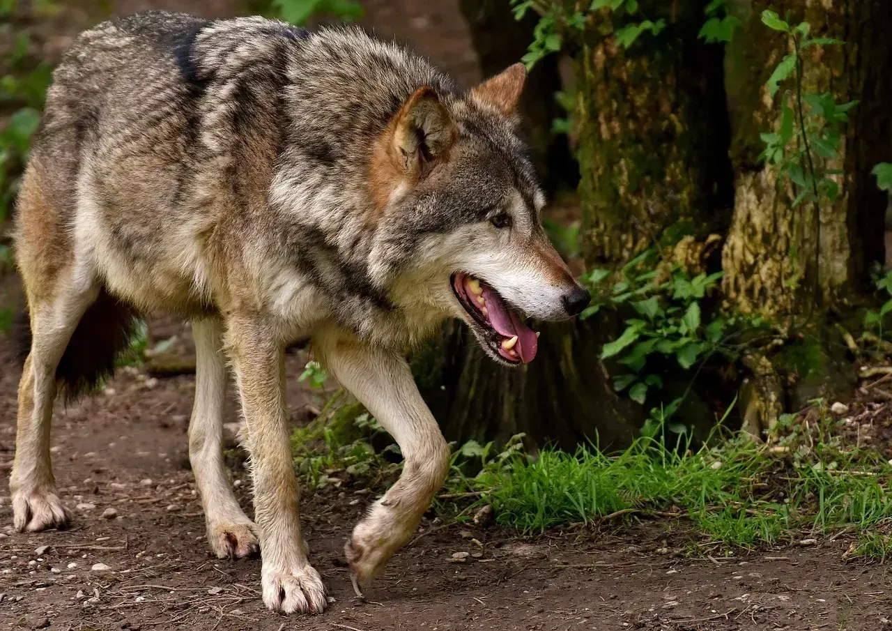 Wolves: Misunderstood Shadows (Image Credits: Pixabay)