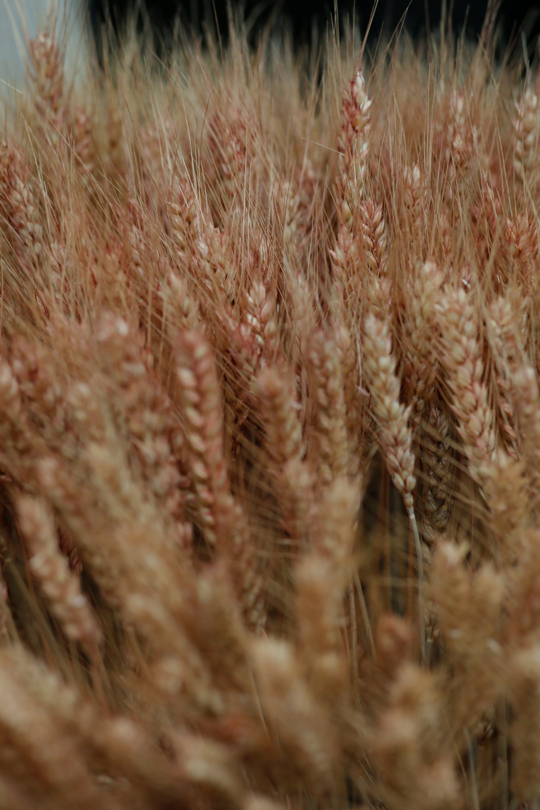 Nigeria's Strategic Wheat Purchasing (Image Credits: Unsplash)