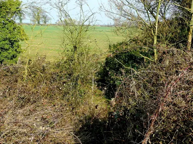 Allowing Trees and Shrubs to Become Overgrown (Image Credits: Wikimedia)