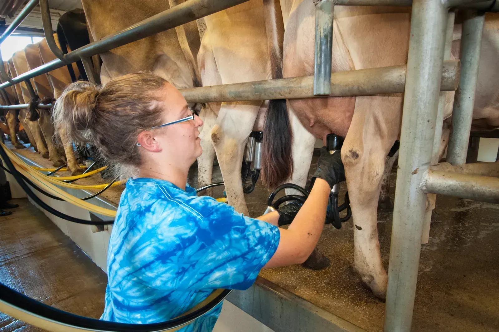 New England Artisanal Dairy Products (Image Credits: Wikimedia)