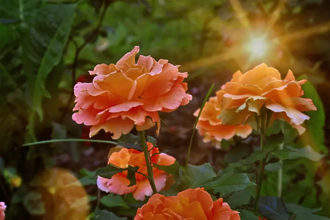 3. Roses: Glamorous Bloomers With a Heat-Sensitive Side (Image Credits: Unsplash)