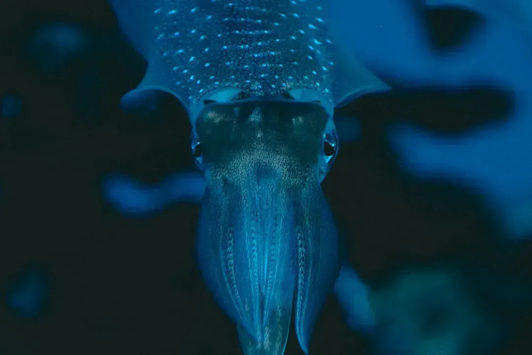 The Giant Squid and the Kraken Legend (Image Credits: Unsplash)