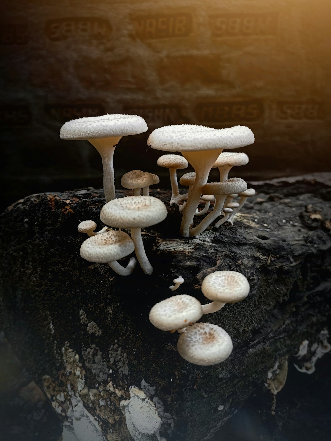 You Can't Wash Mushrooms Because They'll Absorb Water (Image Credits: Unsplash)