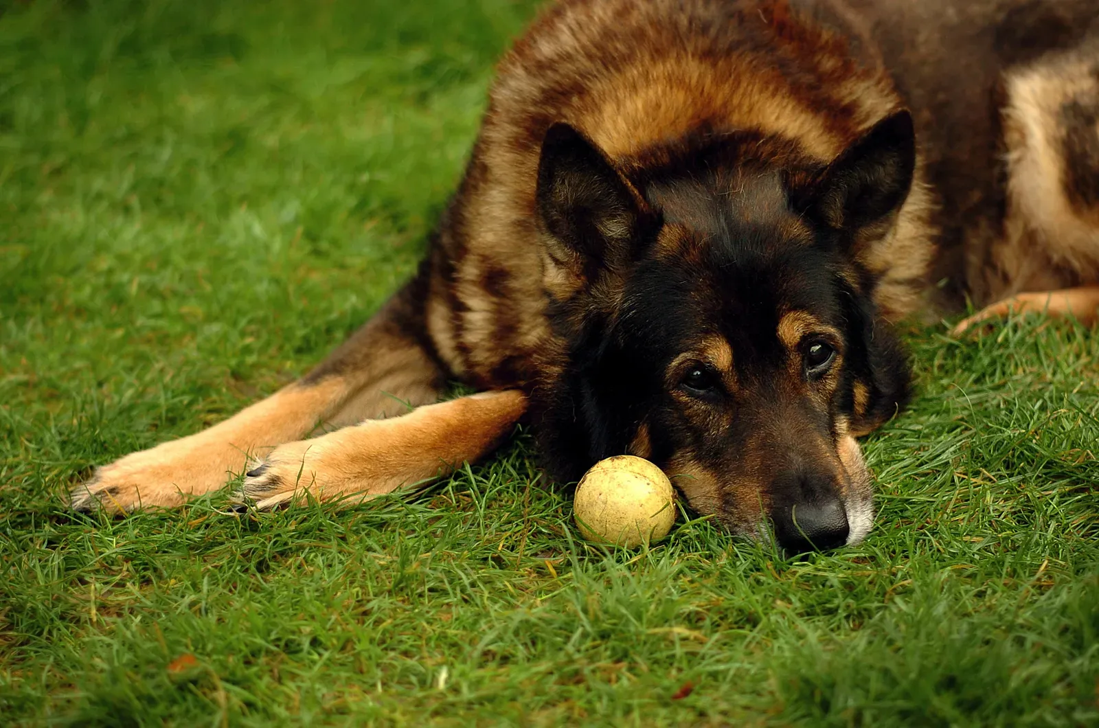 German Shepherds (Image Credits: Wikimedia)