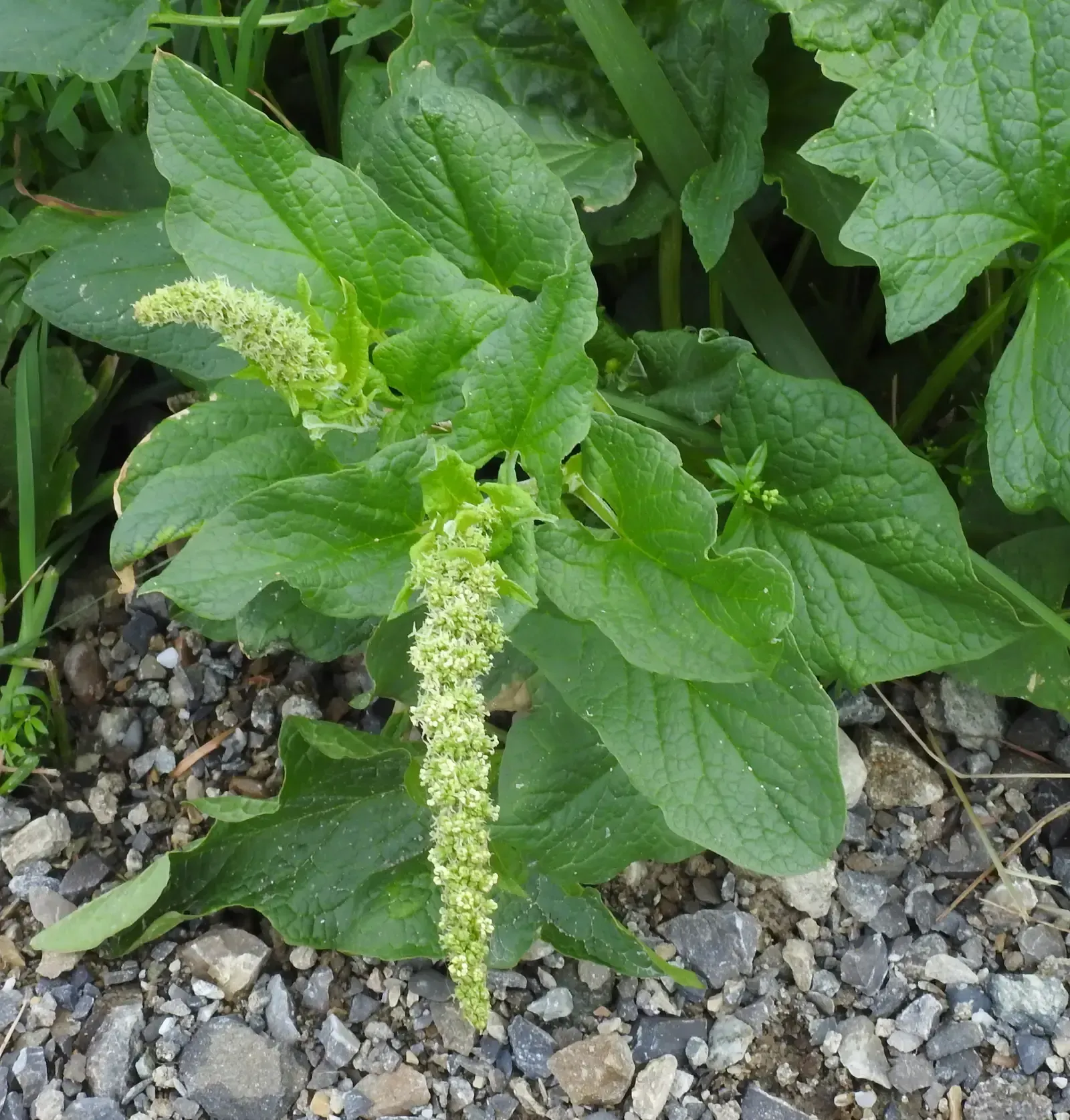 Good King Henry: The Poor Man's Asparagus (Image Credits: By Robert Flogaus-Faust, CC BY 4.0, https://commons.wikimedia.org/w/index.php?curid=72144500)