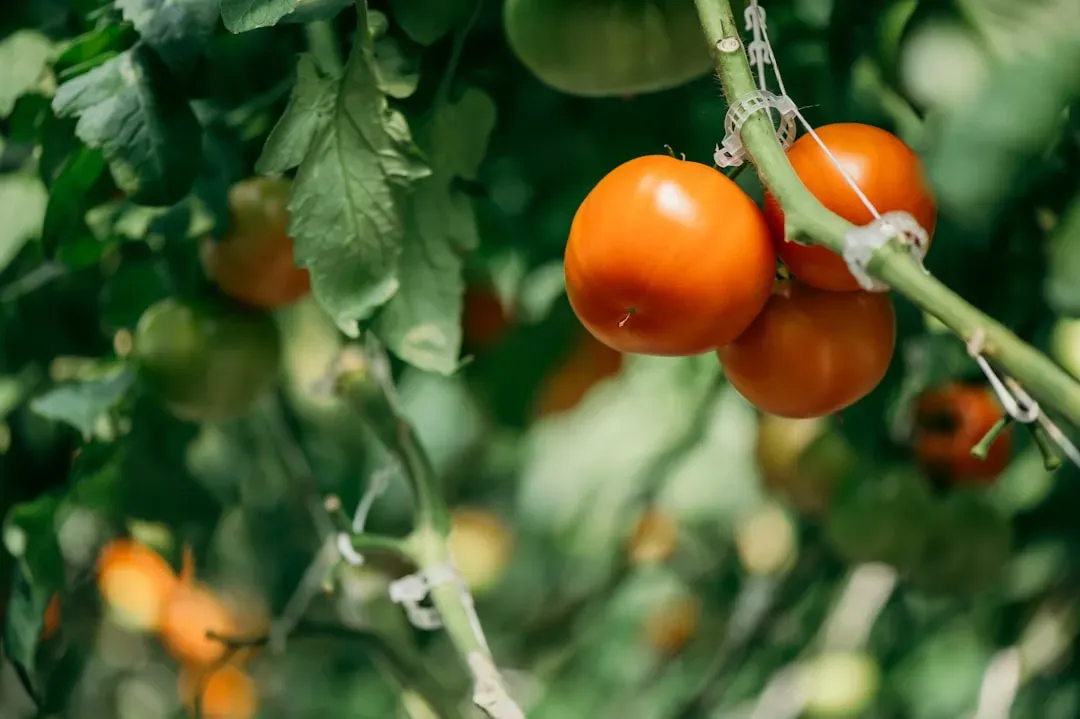 What This Means for Consumers and the Future (Image Credits: Unsplash)