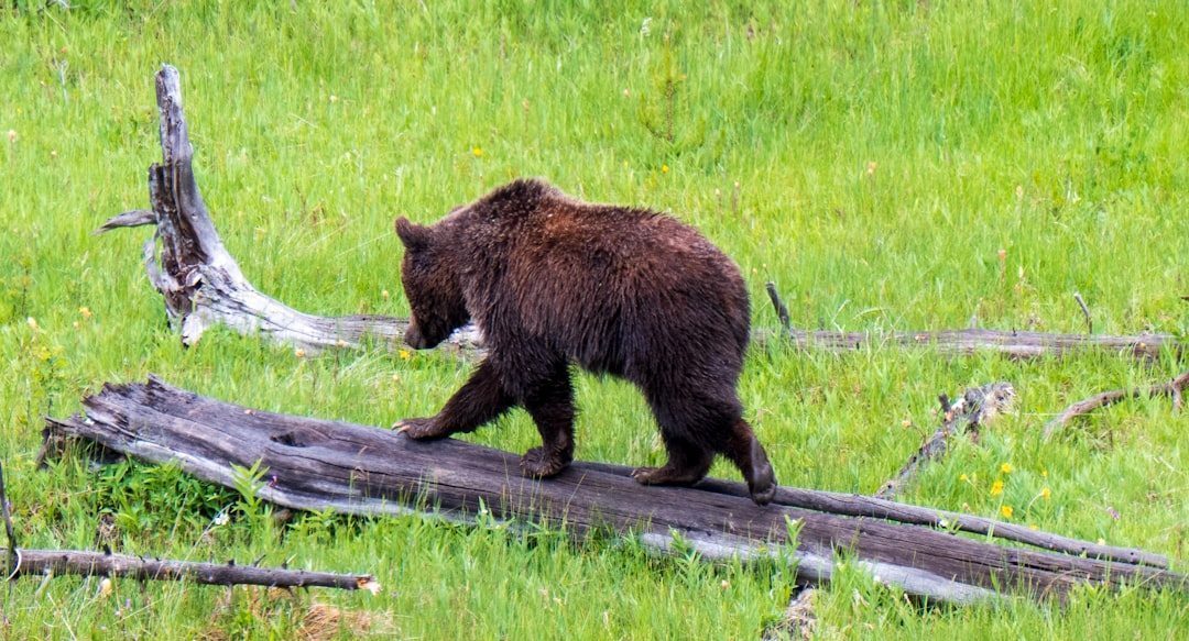 9. Grizzly Bears in Yellowstone (Image Credits: Unsplash)