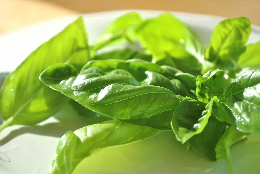 Fresh Basil: An Herb with Hidden Hazards (Image Credits: Flickr)