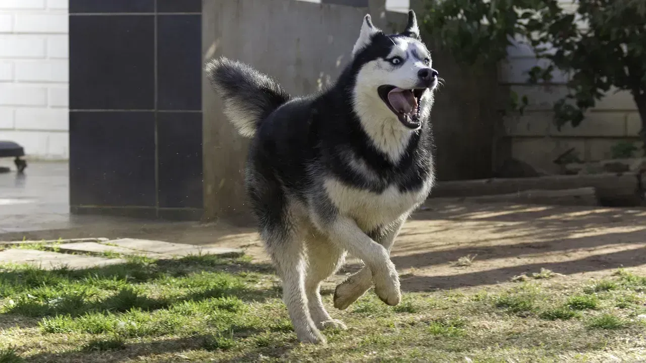 Siberian Huskies (Image Credits: Pixabay)