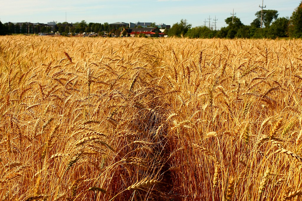 Economic Factors Driving Dietary Transitions (Image Credits: Flickr)