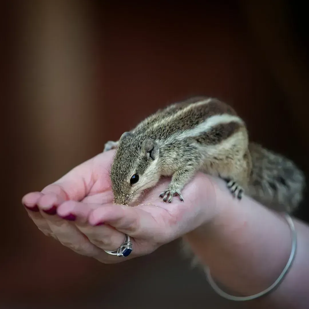 Feeding Wildlife in Your Yard (Image Credits: Unsplash)