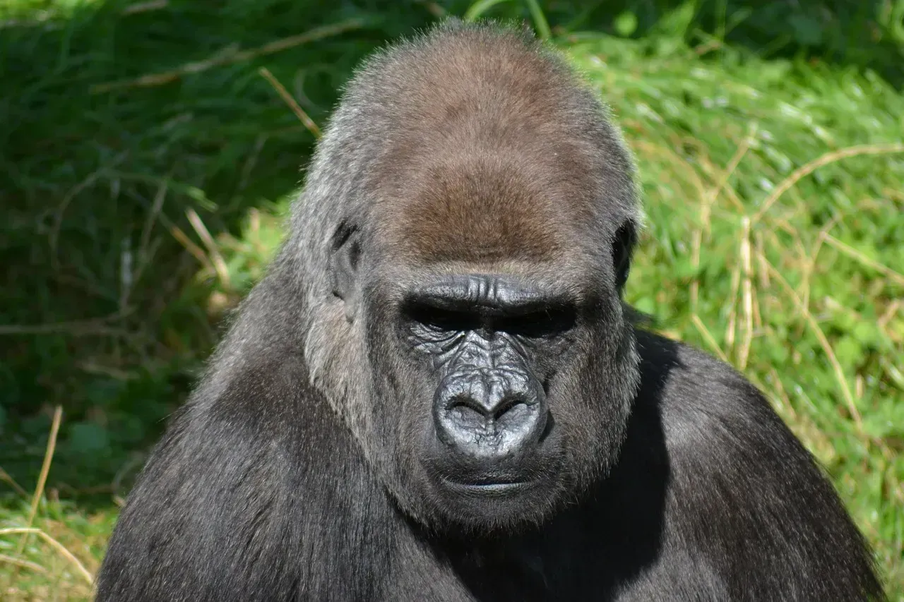 The Mountain Gorilla (Image Credits: Pixabay)