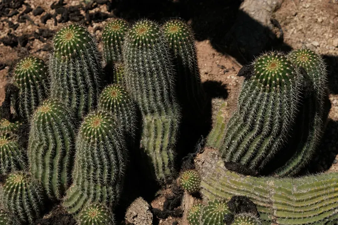 2. Cacti and Succulents: Stop Watering. Seriously. (Image Credits: Unsplash)