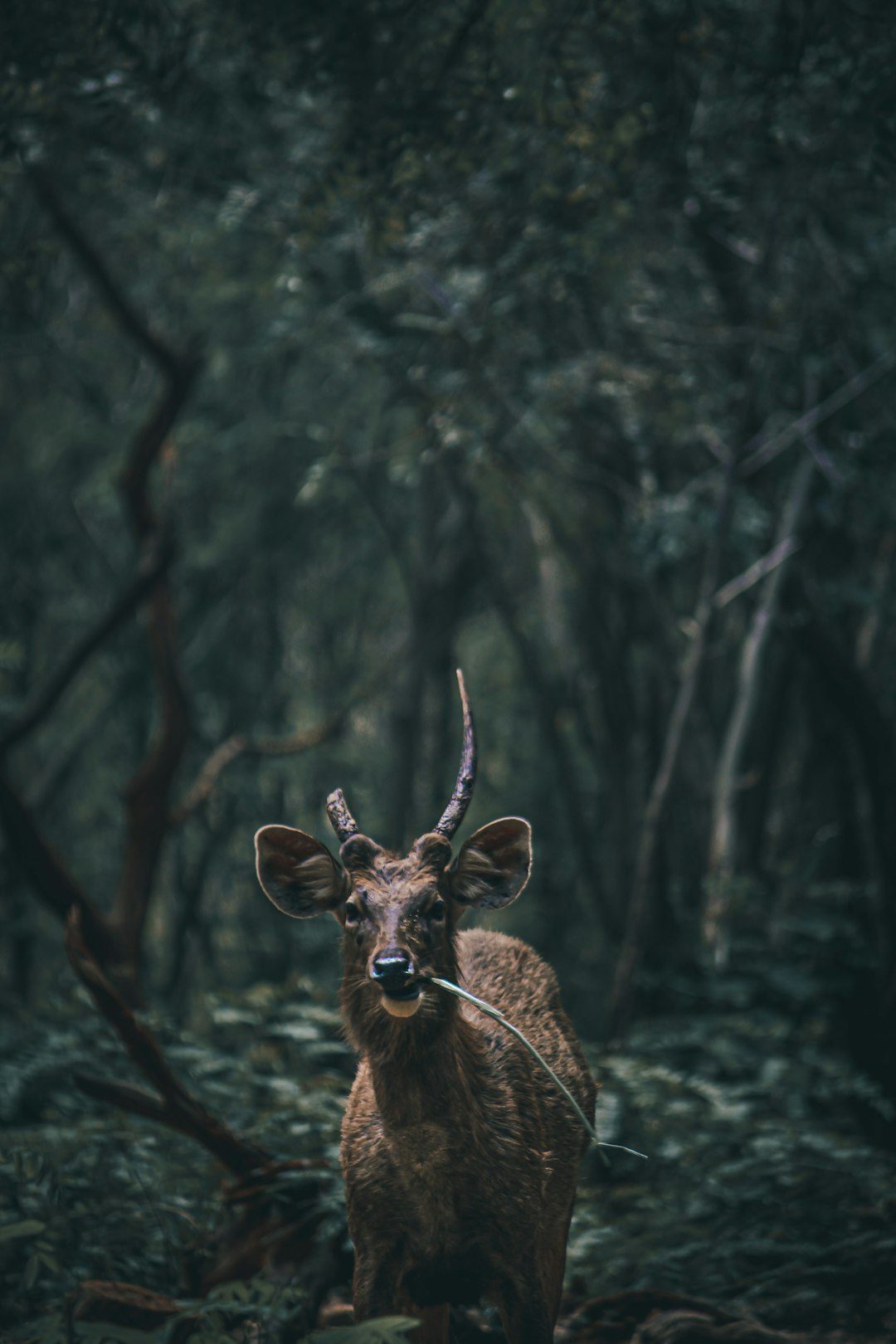 Saola: The Asian Unicorn Nobody Sees (Image Credits: Unsplash)