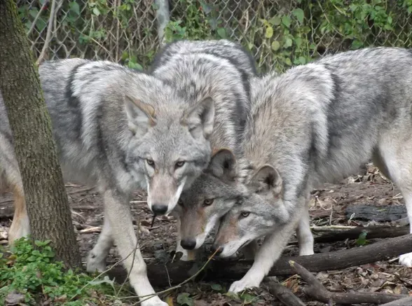 How This Hybrid Came to Be (Image Credits: By L. David Mech, Bruce W. Christensen, Cheryl S. Asa , Margaret Callahan, Julie K. Young, CC BY-SA 3.0, https://commons.wikimedia.org/w/index.php?curid=38538808)